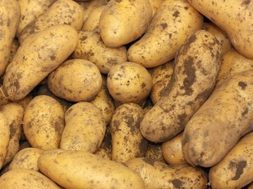 PATATES