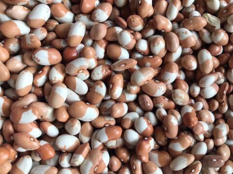 Yerli Ata Tohumu Sırık İstanbul Boncuk Ayşe Fasulye 25 Gr