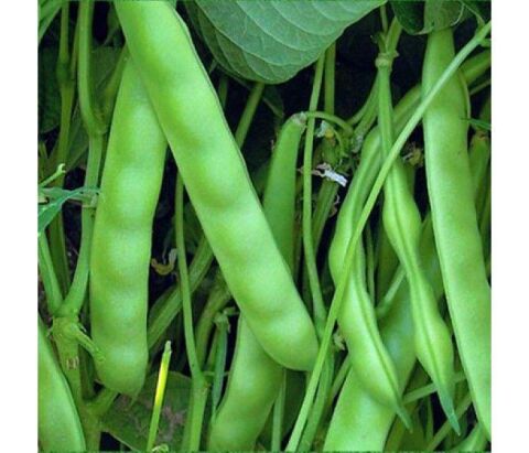 YERLİ İSTANBUL BONCUK AYŞE SIRIK FASULYE TOHUMU 500 GR