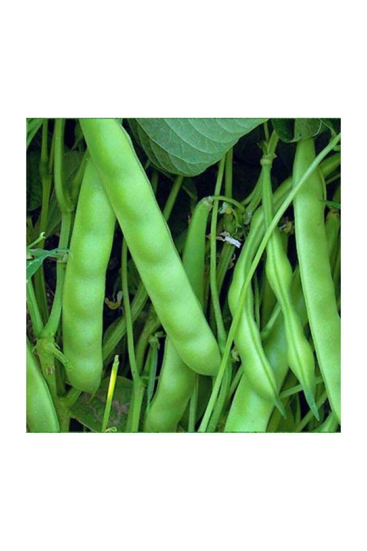 Karahasanoğlu Tarım YERLİ BONCUK AYŞE SIRIK FASULYE TOHUMU 500 GR
