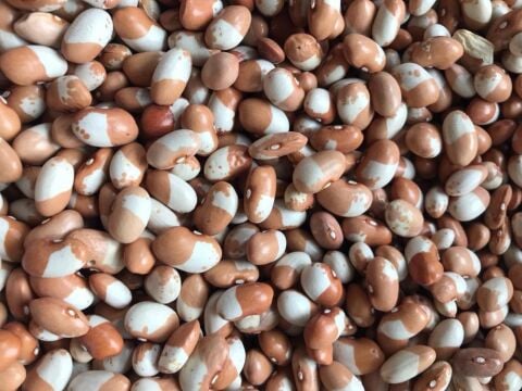 YERLİ İSTANBUL BONCUK AYŞE SIRIK FASULYE TOHUMU 100 GR