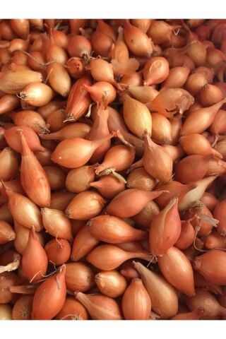 Karahasanoğlu Tarım YERLİ ARPACIK SOĞAN 2 NUMARA (500 GR)