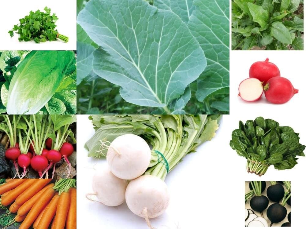 YERLİ 10 ÇEŞİT KIŞLIK TOHUM SETİ-1 ORT 1800 AD+VİYOL+TORF+GÜBRE