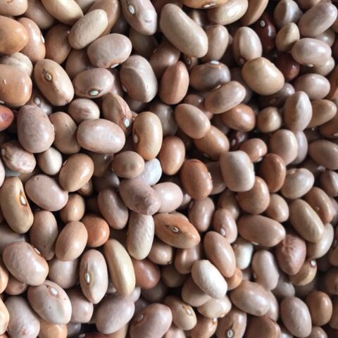 YERLİ SARI ŞEKER SIRIK FASULYE TOHUMU 500 GR