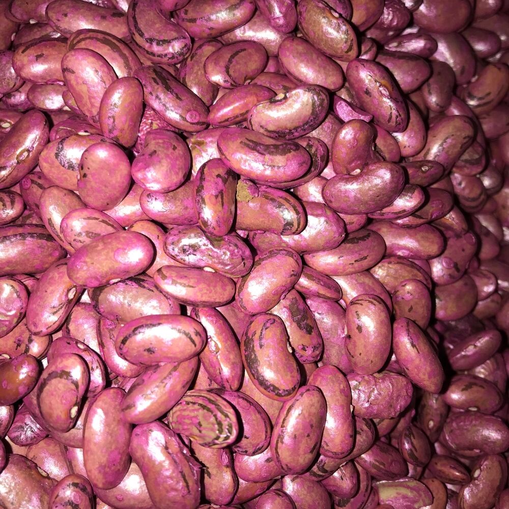 PEROLAR UZUN-ENLİ ERKENCİ SIRIK FASULYE TOHUMU 500 GR (İLAÇLI)