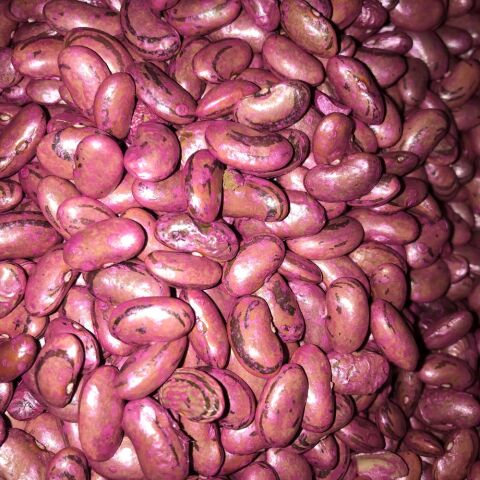 PEROLAR UZUN-ENLİ ERKENCİ SIRIK FASULYE TOHUMU 500 GR (İLAÇLI)