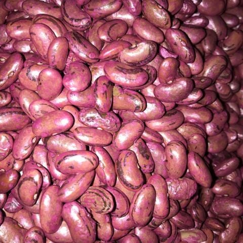 PEROLAR UZUN-ENLİ ERKENCİ SIRIK FASULYE TOHUMU 500 GR (İLAÇLI)