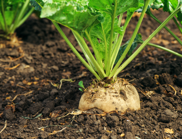 Şeker Pancarı Tohumu 25 Gr Ort 750 Ad Tohum