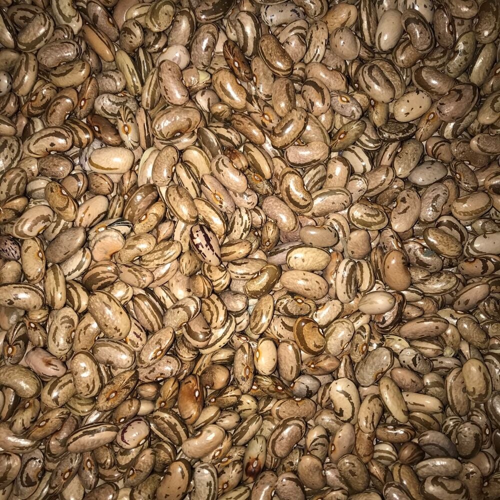 YERLİ PEROLAR UZUN-ENLİ ERKENCİ SIRIK FASULYE TOHUMU 500 GR