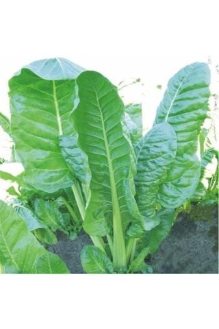 Karahasanoğlu Tarım Yerli Geniş Yaprak Pazı Tohumu 100 Gr