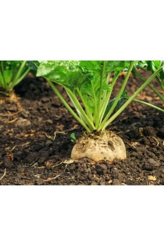 Karahasanoğlu Tarım Şeker Pancarı Tohumu 100 Gr