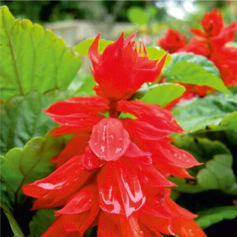 Ateş Çiçeği (Salvia Splendens) Çiçek Tohumu 30 Adet