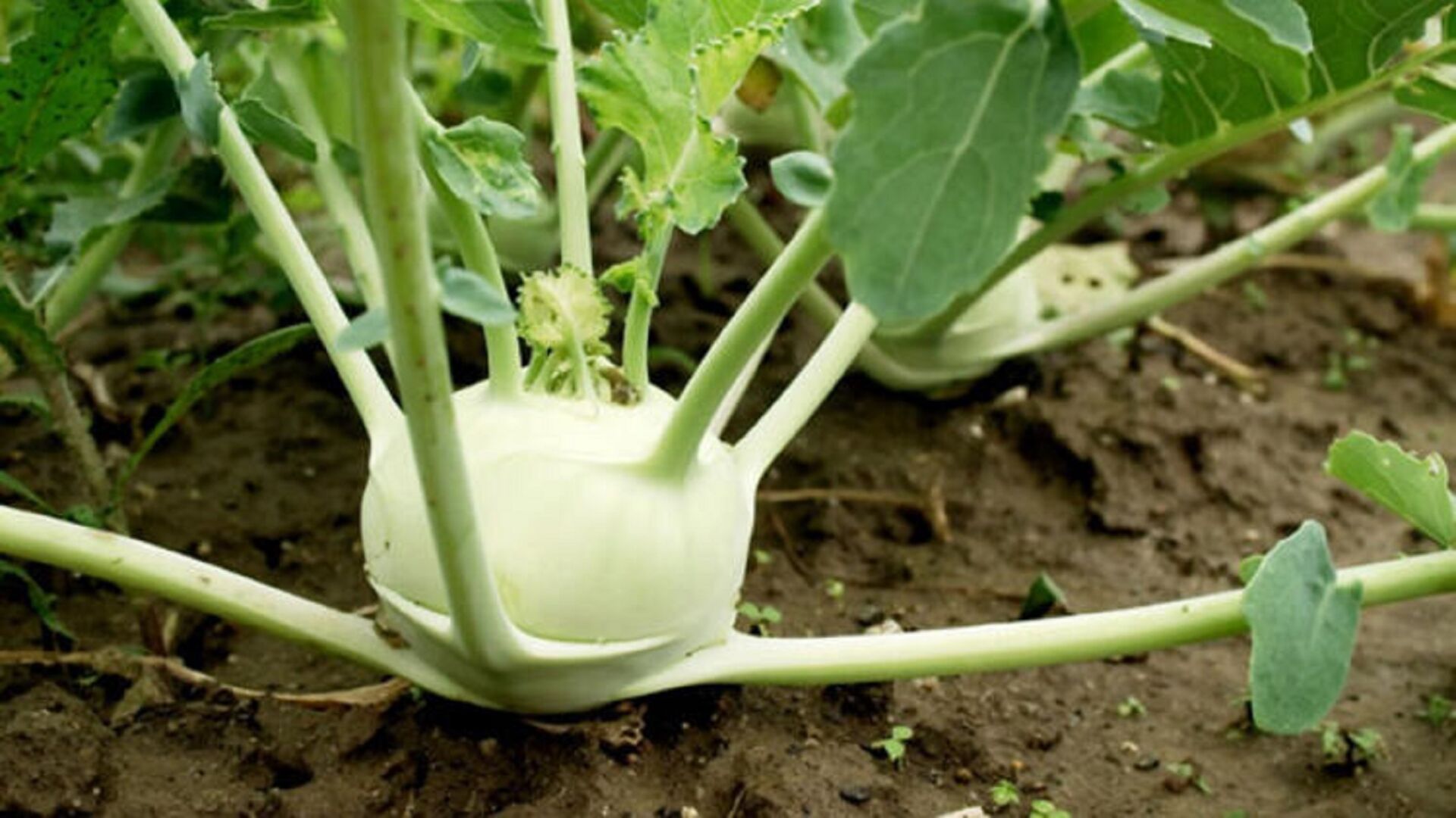 Yerli Beyaz Alabaş Tohumu 1 Gr Ort 200 Ad Tohum