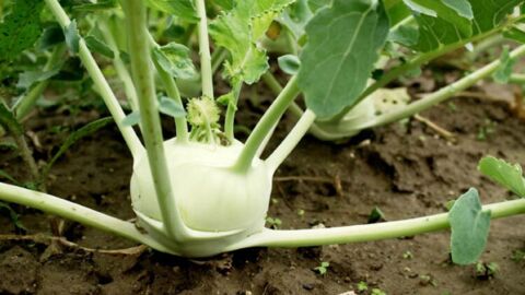 Yerli Beyaz Alabaş Tohumu 1 Gr Ort 200 Ad Tohum