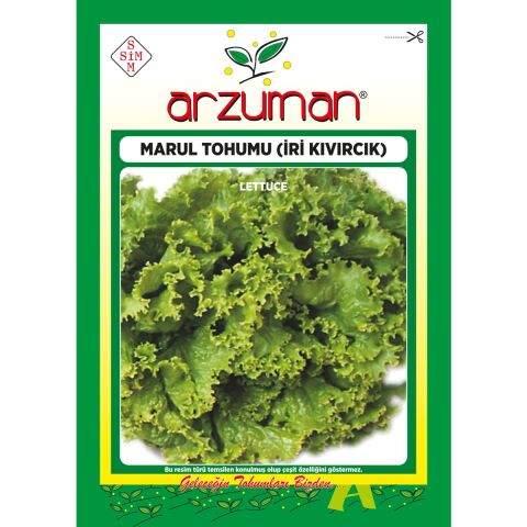 Iri Kıvırcık Marul Tohumu 10 Gram