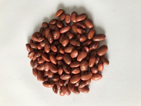 YERLİ SARIKIZ ERKEN OTURAK FASULYE TOHUMU 500 GR