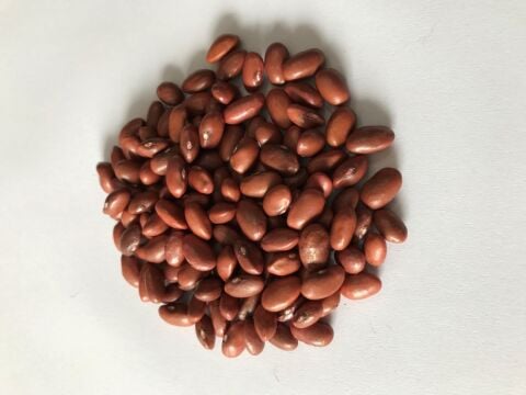 YERLİ SARIKIZ ERKEN OTURAK FASULYE TOHUMU 500 GR