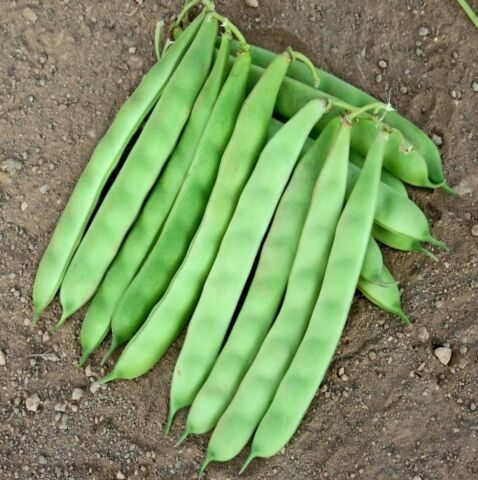 YERLİ SARIKIZ ERKEN OTURAK FASULYE TOHUMU 500 GR