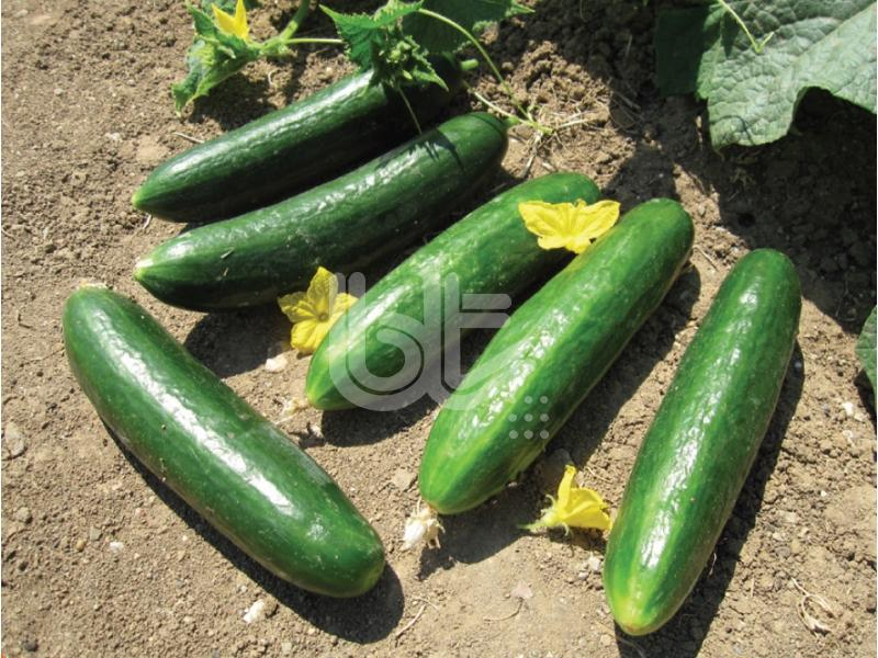 Yerli Oturak Salatalık Tohumu 5 Gr (Ort 150 Ad Tohum)