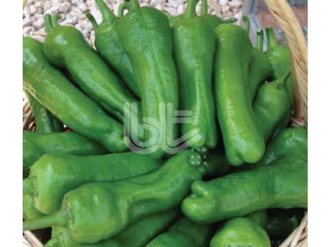 BİBER TOHUMU TRİLOB ÜÇ BURUN 25 GR ORT3000 ADET TOHUM)