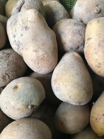 Marabel Yerli Tohumluk Patates 1 Kg