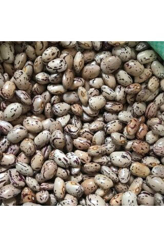 Karahasanoğlu Tarım Yerli İri Tane Barbunya Tohumu 500 Gr