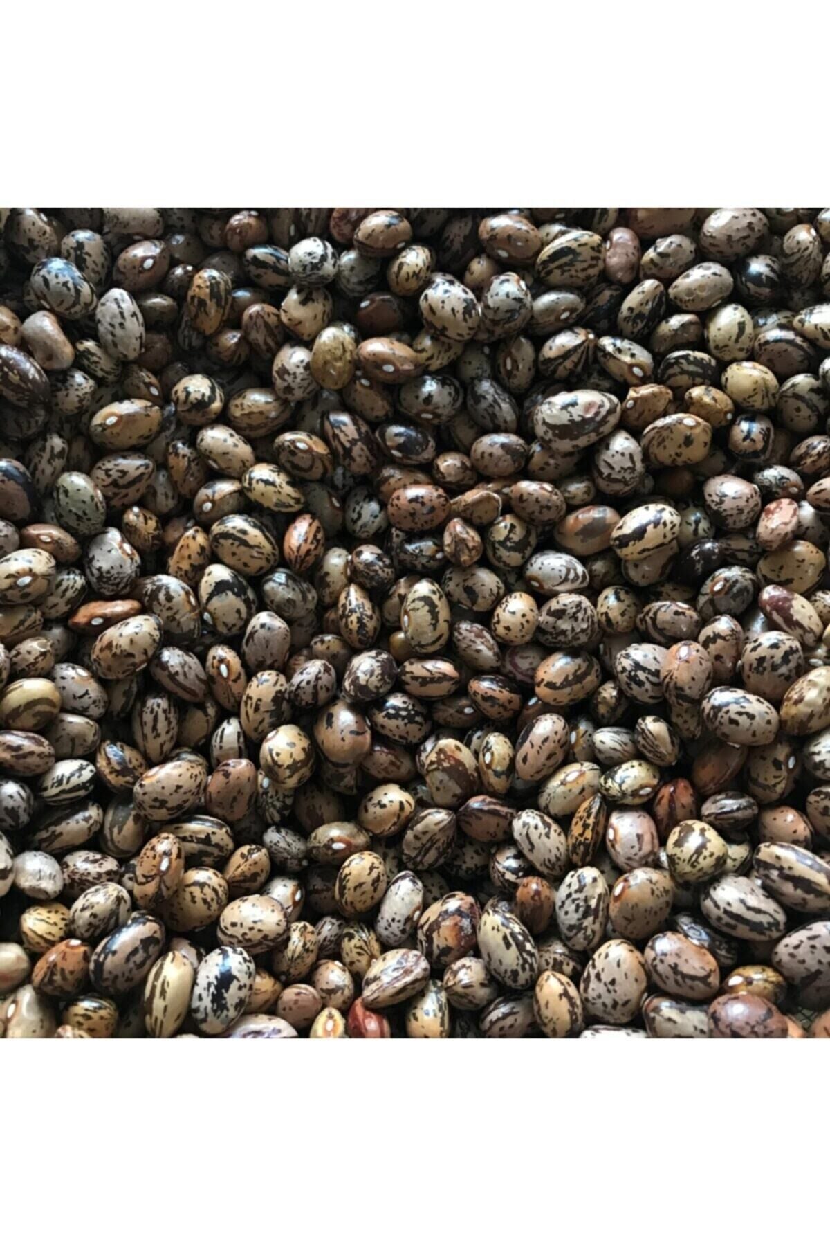 Karahasanoğlu Tarım Yerli Uzun-enli Erken Sırık Fasulye Tohumu 100 gr (ALACALI)