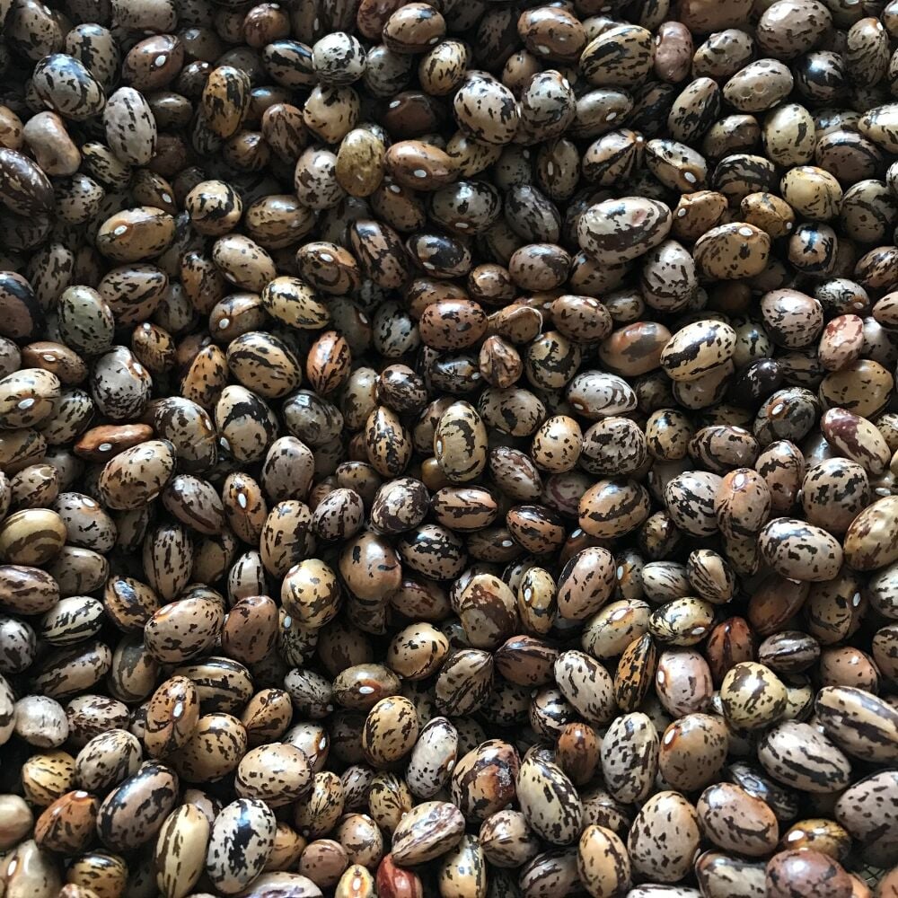 YERLİ UZUN-ENLİ ERKEN SIRIK FASULYE TOHUMU 100 GR (ALACALI)