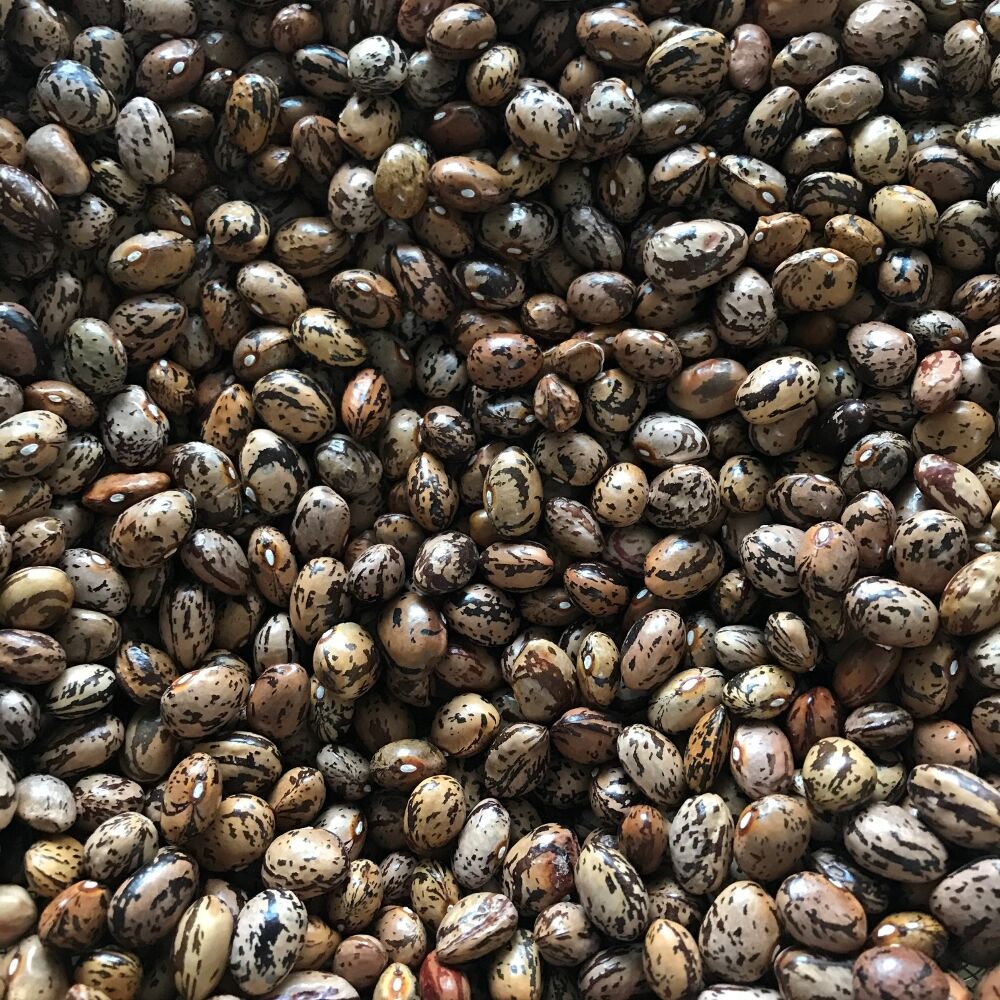 YERLİ UZUN-ENLİ ERKEN SIRIK FASULYE TOHUMU 100 GR (ALACALI)