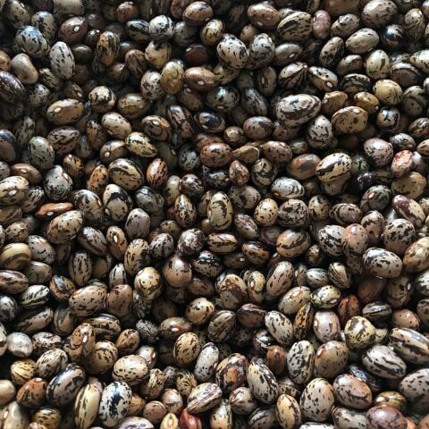 YERLİ UZUN-ENLİ ERKEN SIRIK FASULYE TOHUMU 100 GR (ALACALI)