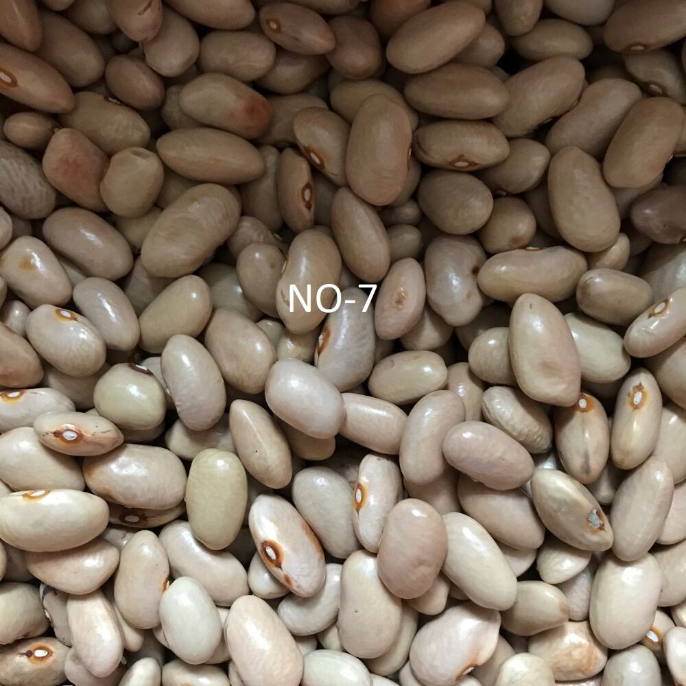 YERLİ AYŞE KADIN SIRIK FASULYE TOHUMU 100 GR (KREM)