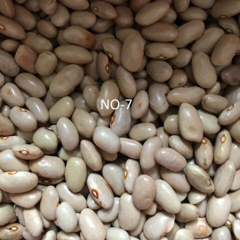 YERLİ AYŞE KADIN SIRIK FASULYE TOHUMU 100 GR (KREM)