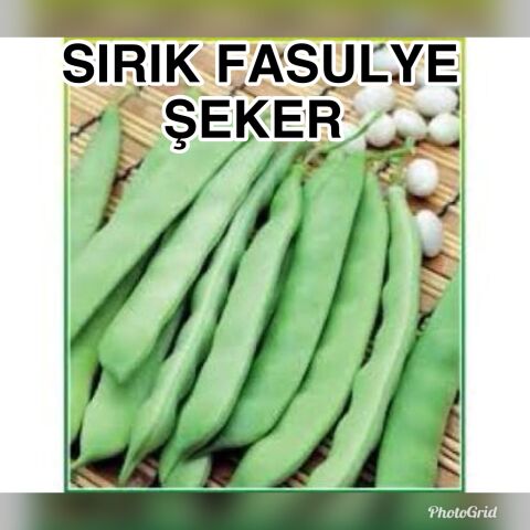 YERLİ SIRIK ŞEKER FASULYE TOHUMU 100 GR