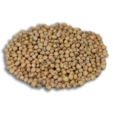 YERLİ SOYA FASULYESİ TOHUMU 100 GR