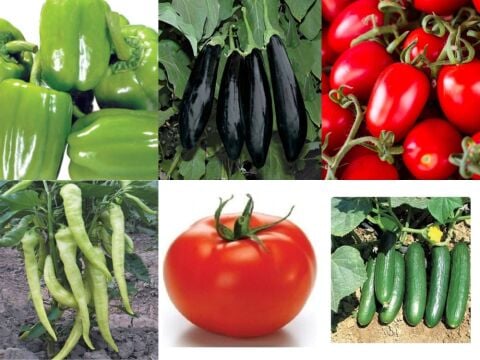 YERLİ 500 ADET SEBZE TOHUMU+GÜBRE (HEDİYE)