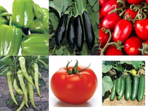 YERLİ 500 ADET SEBZE TOHUMU+GÜBRE (HEDİYE)