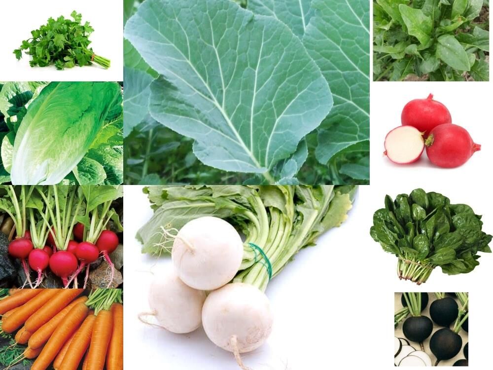 YERLİ 10 ÇEŞİT KIŞLIK TOHUM SETİ-1 ORT 1800 AD+GÜBRE