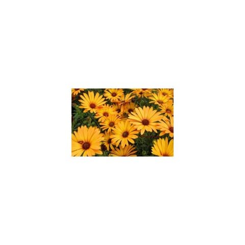 Seeds Afrika Papatyası Çiçek Tohumu 2 Rudbeckia 50'li