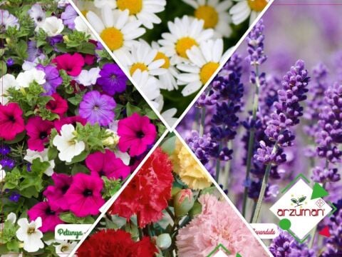 LAVANTA-KARANFİL-PAPATYA-PETUNYA 4'LÜ ÇİÇEK TOHUM SETİ