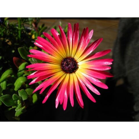 Seeds Buz Çiçeği Tohumu 1 Mesenbryanthemum Albatum 40'lı