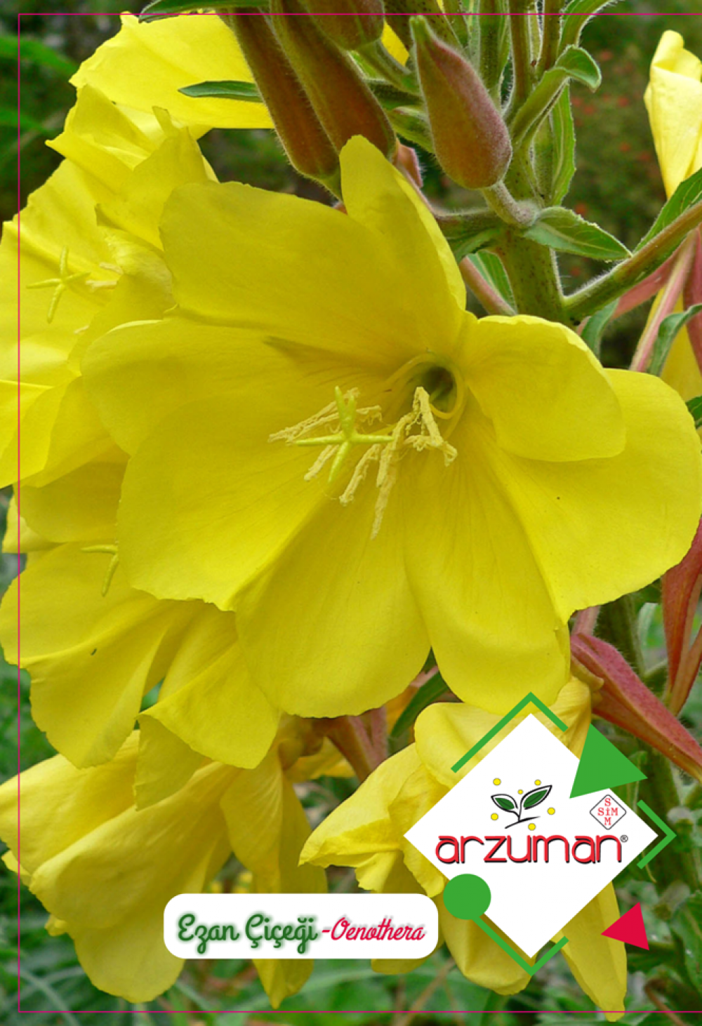 EZAN ÇİÇEĞİ TOHUMU 100 ADET TOHUM