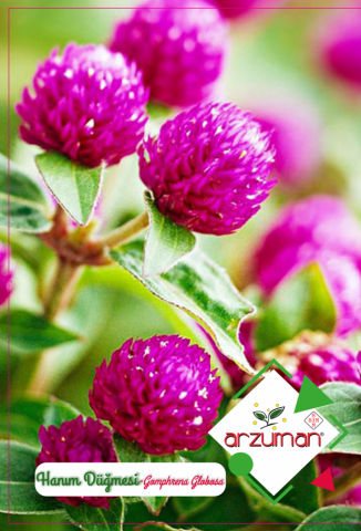 HANIM DÜĞMESİ ÇİÇEĞİ TOHUMU 20 ADET TOHUM