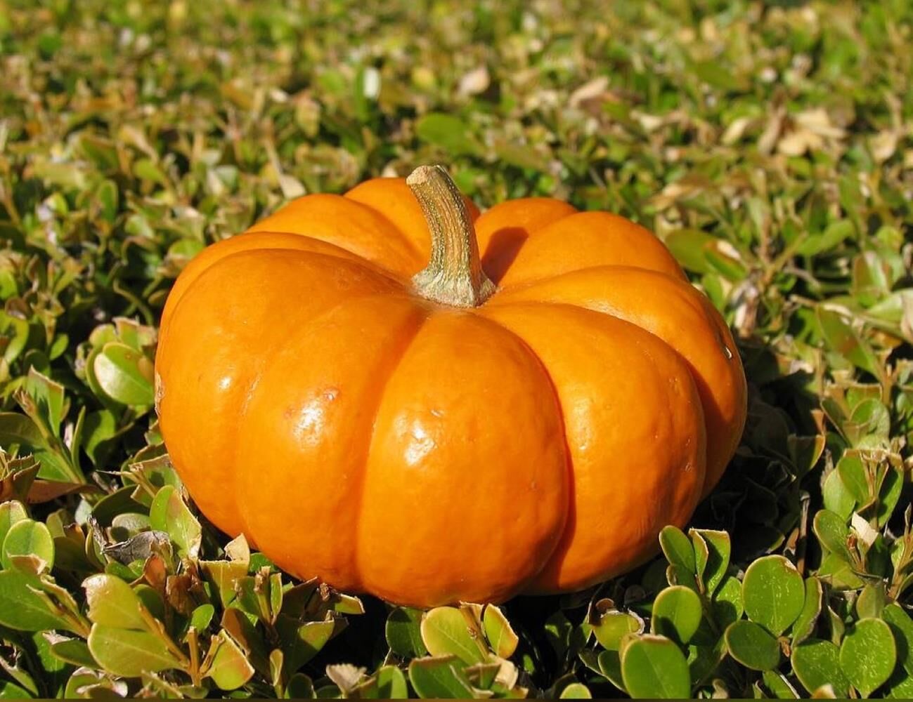 Yerli Ata Tohumu Ondilim Bal Kabağı 5 Adet