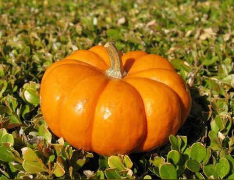 Yerli Ata Tohumu On Dilim Bal Kabağı 5 Adet