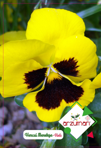 HERCAİ MENEKŞE ÇİÇEĞİ TOHUMU 100 ADET TOHUM