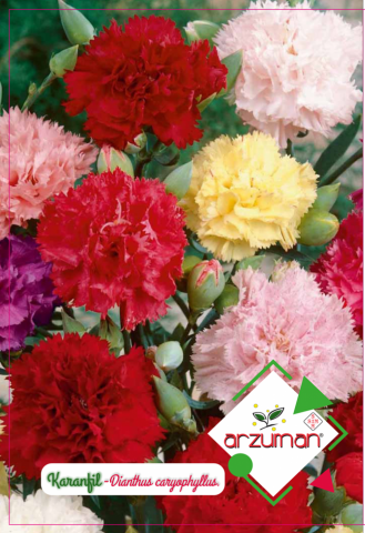 KARANFİL ÇİÇEĞİ TOHUMU 100 ADET TOHUM