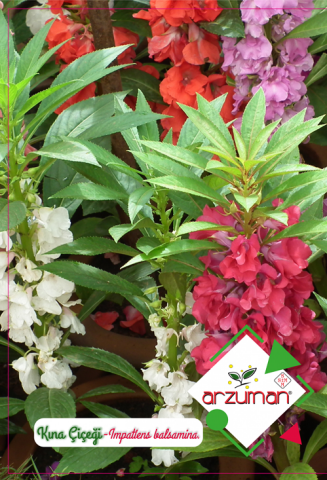 KINA ÇİÇEĞİ TOHUMU 30 ADET TOHUM