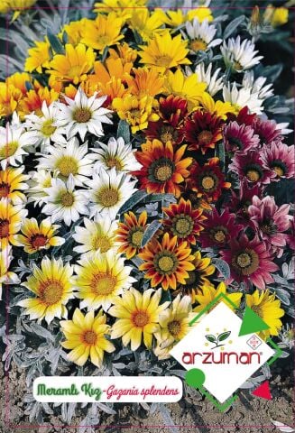 MERAMLI KIZ ÇİÇEĞİ TOHUMU 20 ADET TOHUM