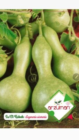 SU-ET KABAĞI TOHUMU 5 AD TOHUM