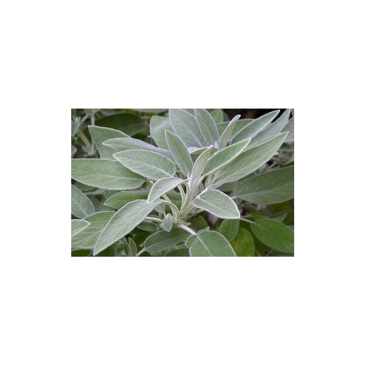 Adaçayı (Salvia Offıcınalıs) 50 Adet